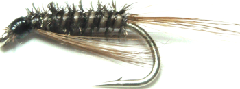 Diawl bach,Brown  Quill #14 / D49