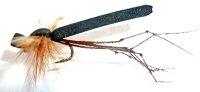 <!-012->Daddy Long Legs flies