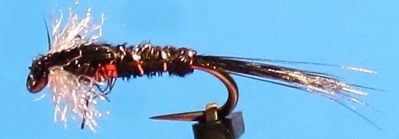 Muskin ,black, red collar,barbless # 12 [MUSK 12]