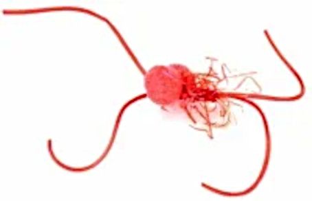 10 X Booby Bloodworm Red / BB 7