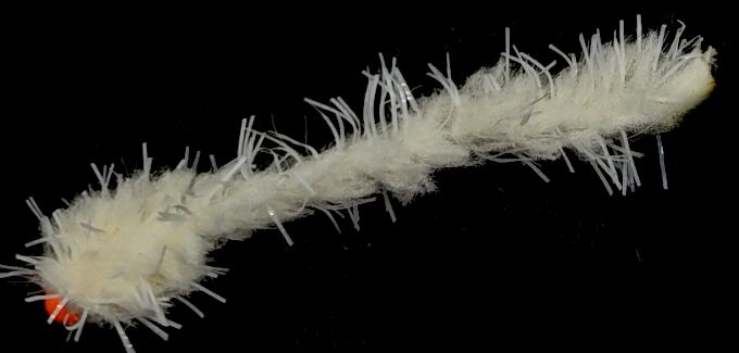 Eggstasy worm,Buggy Fl Cheese/Orange # 10 barbless Trout flies EW25