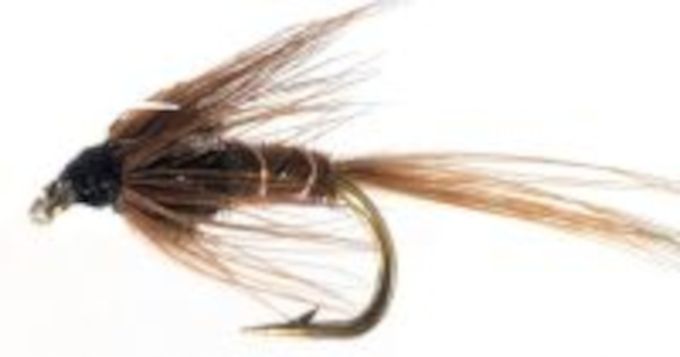 5 x Cruncher,Silver cheeked #10[CR 6]