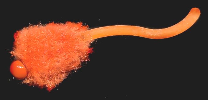 Eggstasy  egg ,Fire Orange- Tailed  Orange brass bead #12 Barbless E115