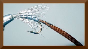 mayfly Fench partridge  [M9] 