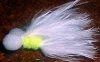 Cats whisker booby / BB 20