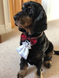 Dog wearing a ring bearer bag for wedding ceremony