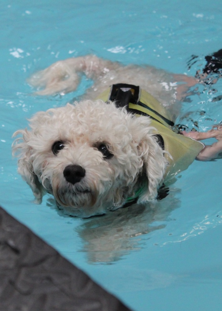 hydrotherapy, osteo arthritis in dogs, dog swimming, degenerative