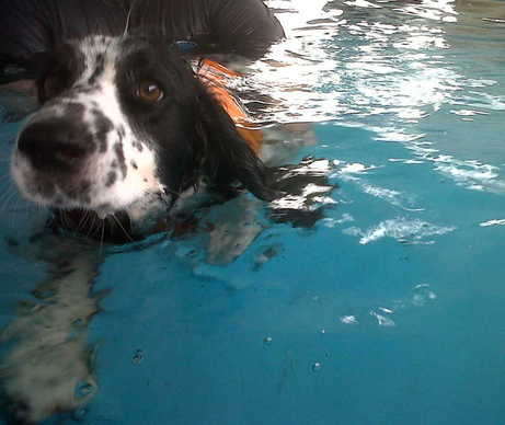 Bruce Swims