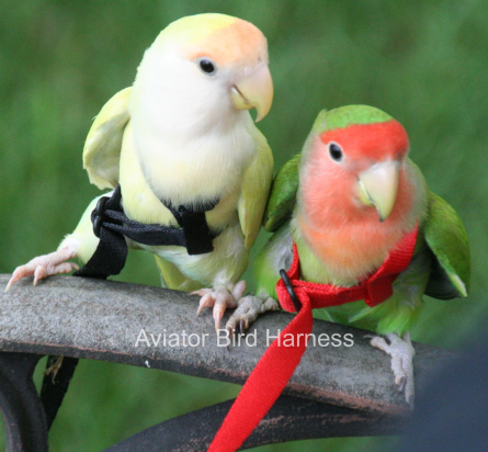 the aviator bird harness and leash