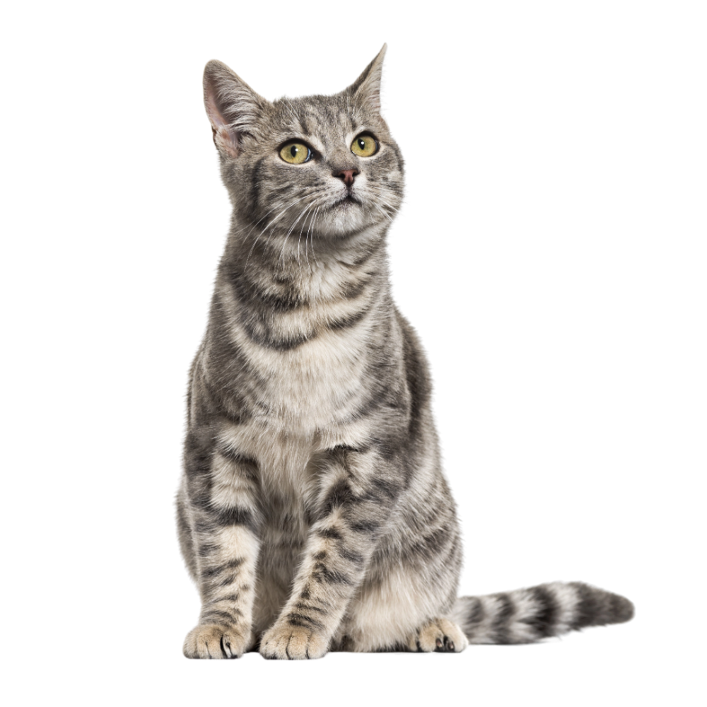 TRAVELLING WITH YOUR CAT!