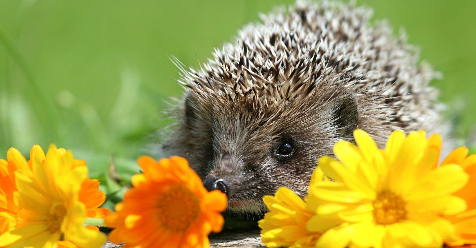 HEDGEHOGS online customers