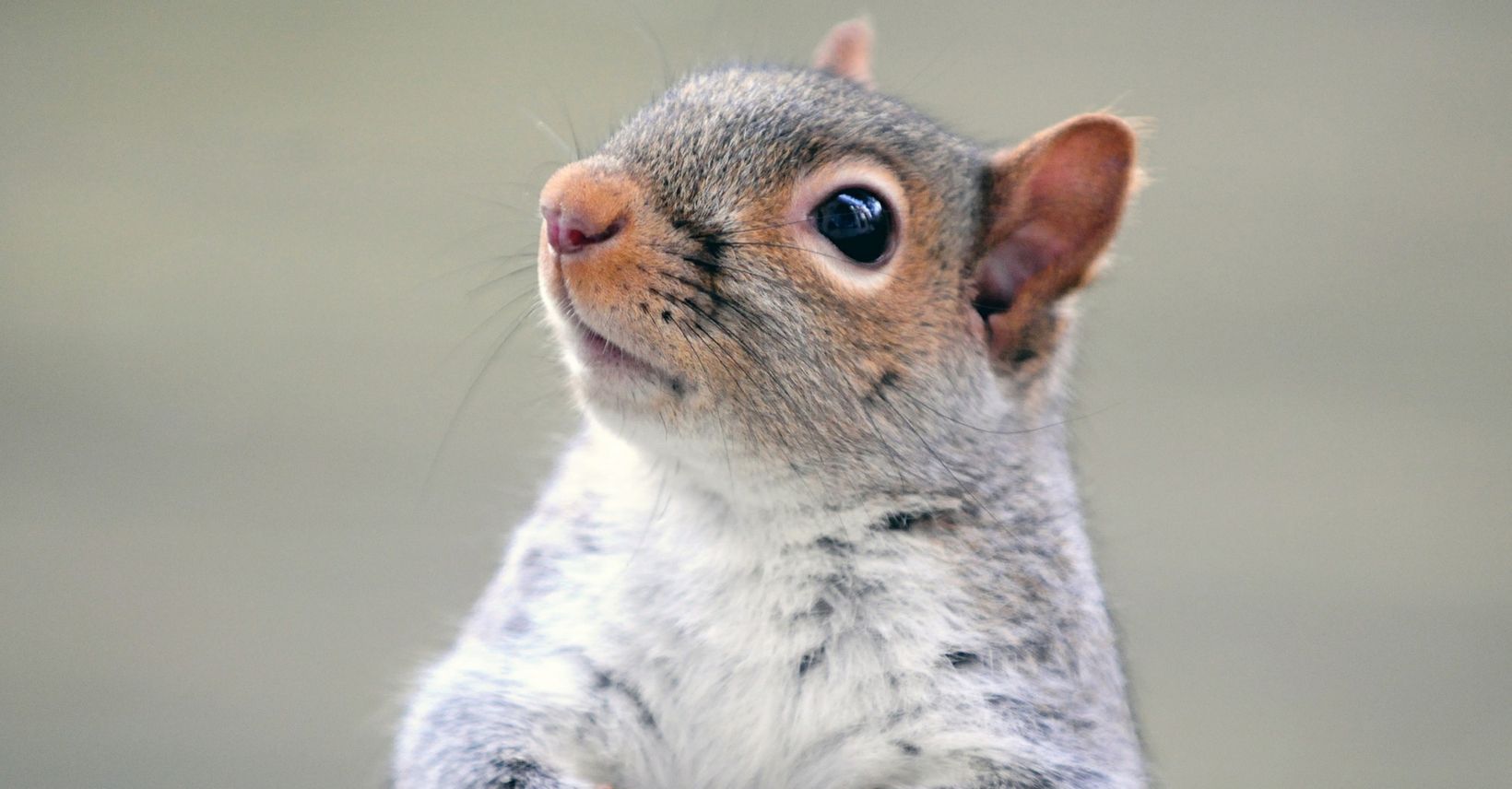 SQUIRRELS online customers