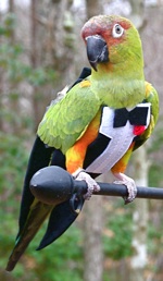 TUX AND TAILS FLIGHTSUIT (EXTRA SMALL)