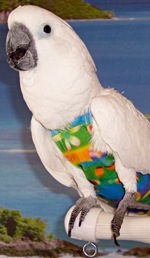 GROOVY FLIGHTSUIT (EXTRA WIDE LONG)