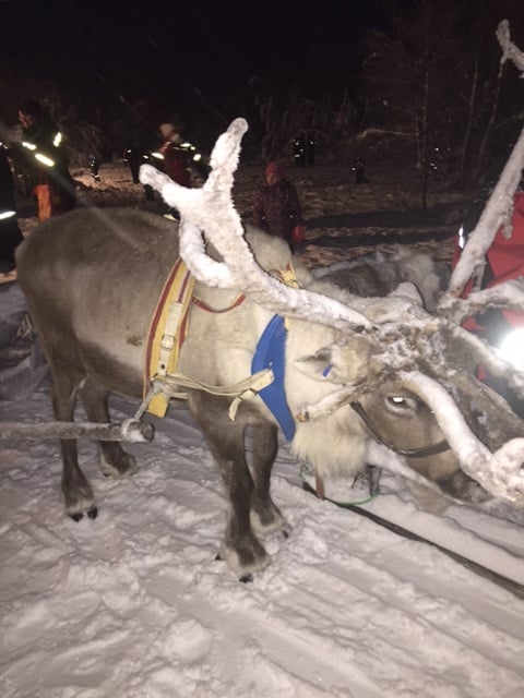 Lapland Reindeer