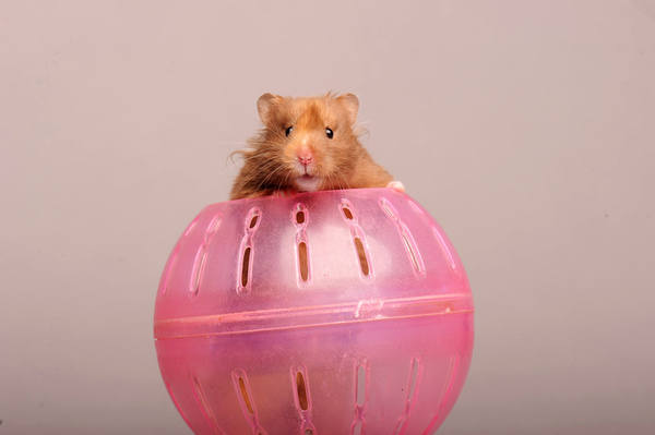 Hamster in ball