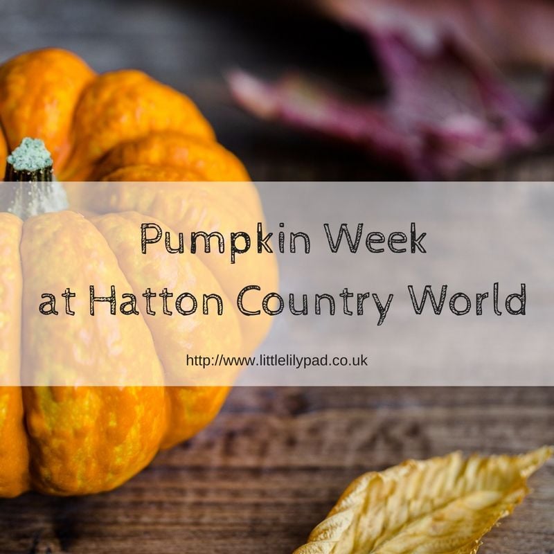 Pumpkin Week at Hatton Country World