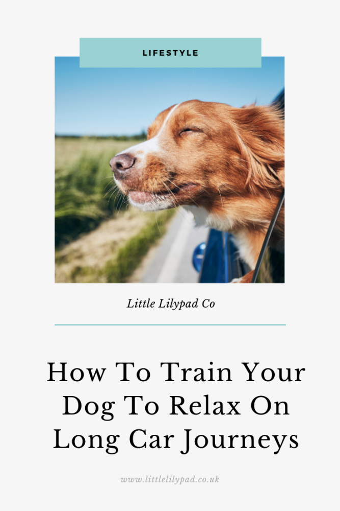 How to train your dog to relax on long car journeys