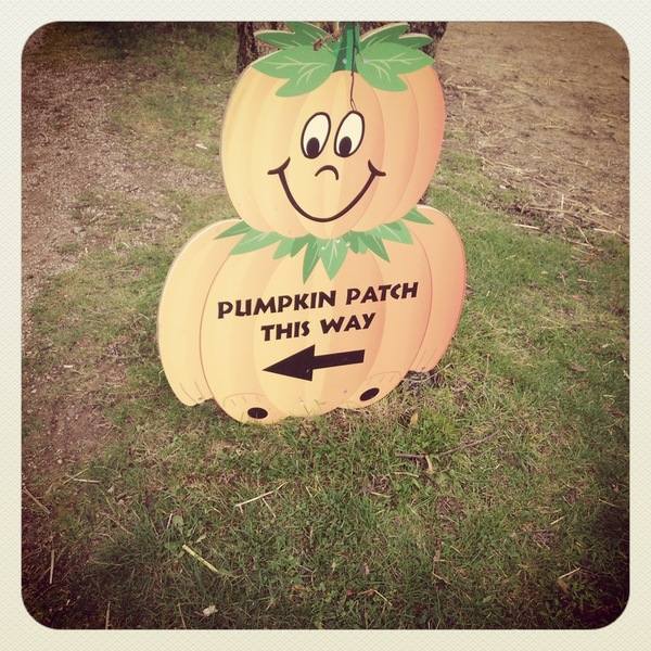 Pumpkin Week 4