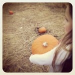 Pumpkin Week 8