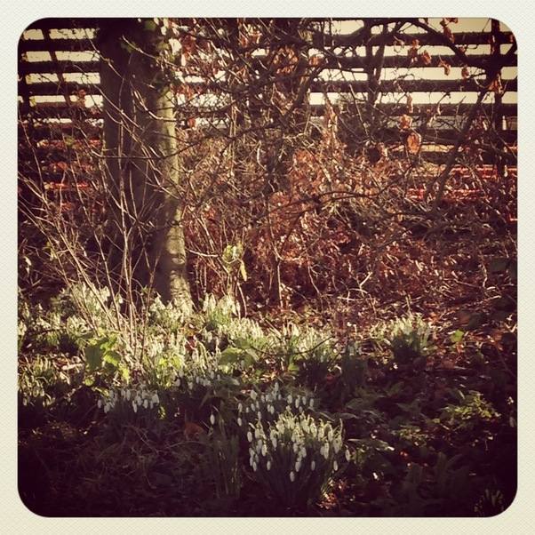 Country Kids 070315 Snowdrops