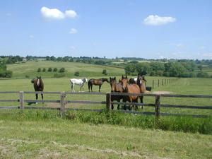 Horses at grass