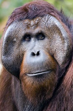 Help the Orangutan Foundation help orangutans