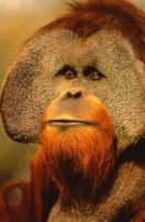 Give a membership to the Orangutan Foundation