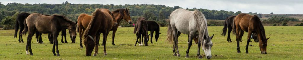 Visit the Friends of the New Forest here