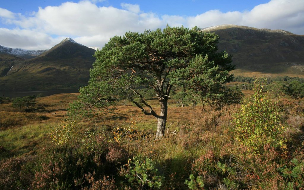 Give a membership and help the beautiful Caledonian Forest in Scotland