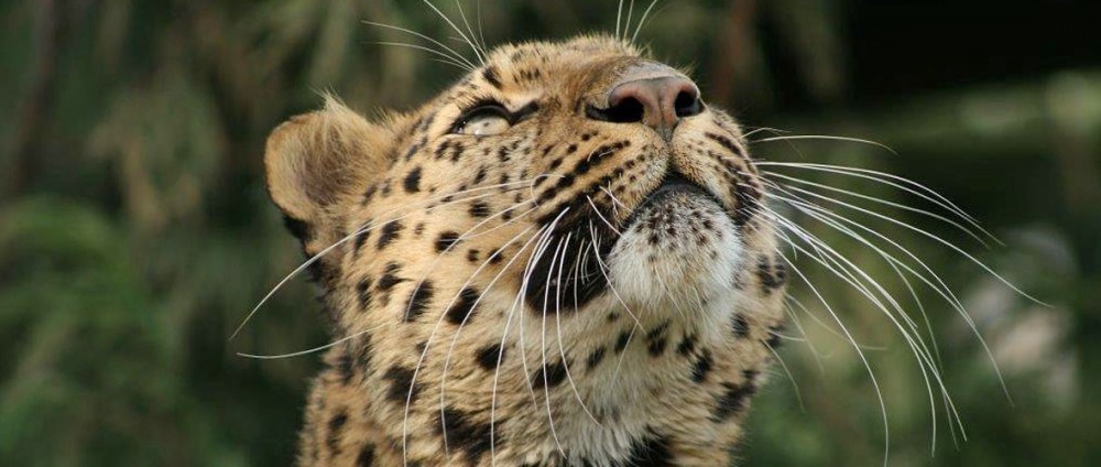 Help big cat conservation with a membership to the Big Cat Sanctuary