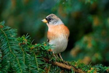 Give a Gift Membership to the RSPB