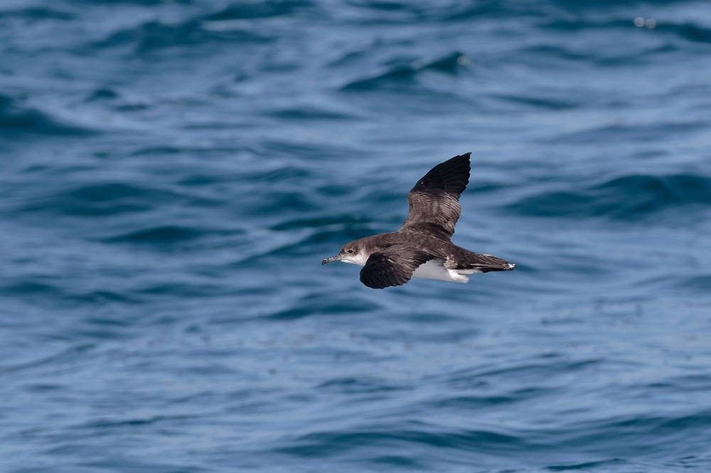 Manx Shearwaters were dropping in numberse