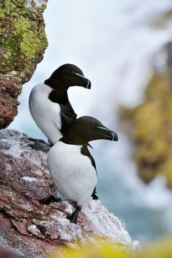 Razorbills resting on a cliff edge