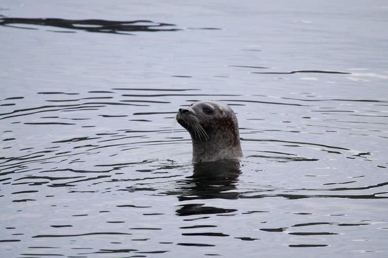 A seal on the coastline