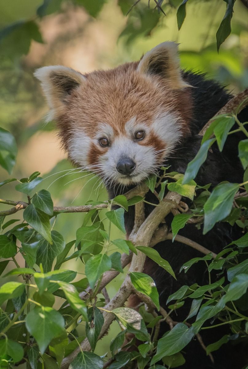 Give support to Chester Zoo give a membership, adopt an