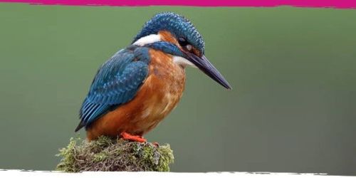 Take a look at the Spotter Guide on wildlife from the National Trust for Scotland