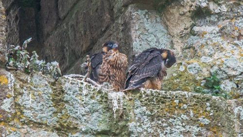 Peregrine falcons at Corfe Castle have thrived during lockdown!