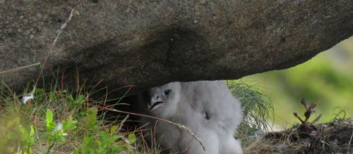 The hope is to increase the number of breeding pairs of peregrine falcons