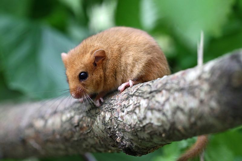 You could also Adopt an Animal, such as this dormouse, to help the Trust in its work