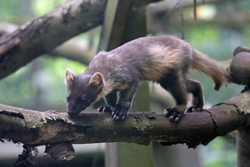 The pine marten is just one species the Wildwood Trust is working to help