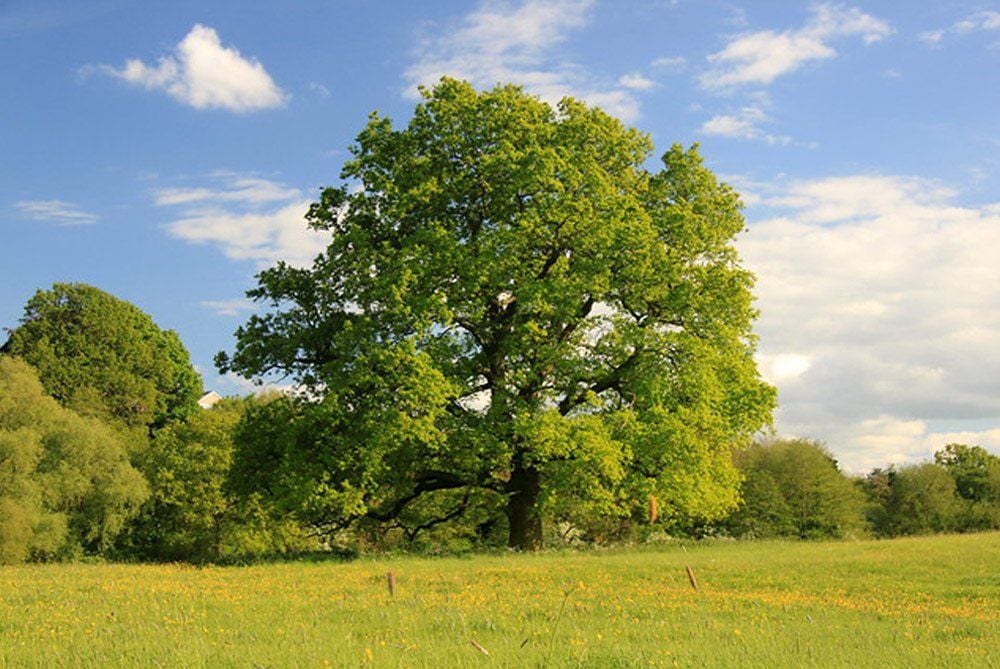 Donate £15 to the Tree Council and help them plant a tree or hedgerow
