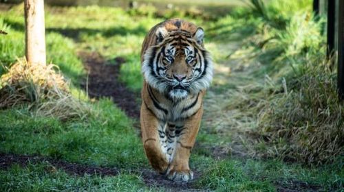 Sumatran Tigers in the wild are extremely rare