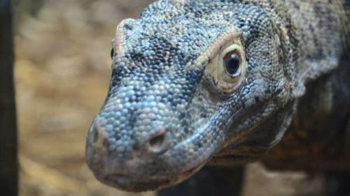 There's a Komodo Dragon Experience at ZSL London Zoo