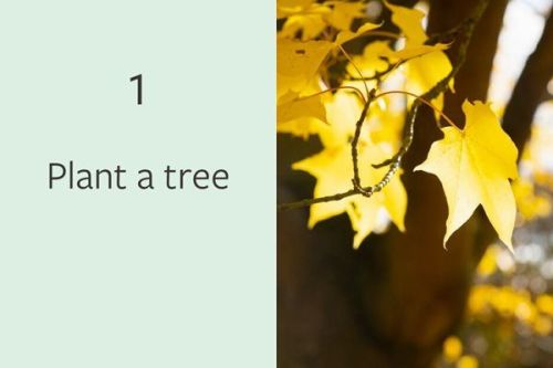 Number 1:  Plant a tree (and it doesn't have to be in your garden!)