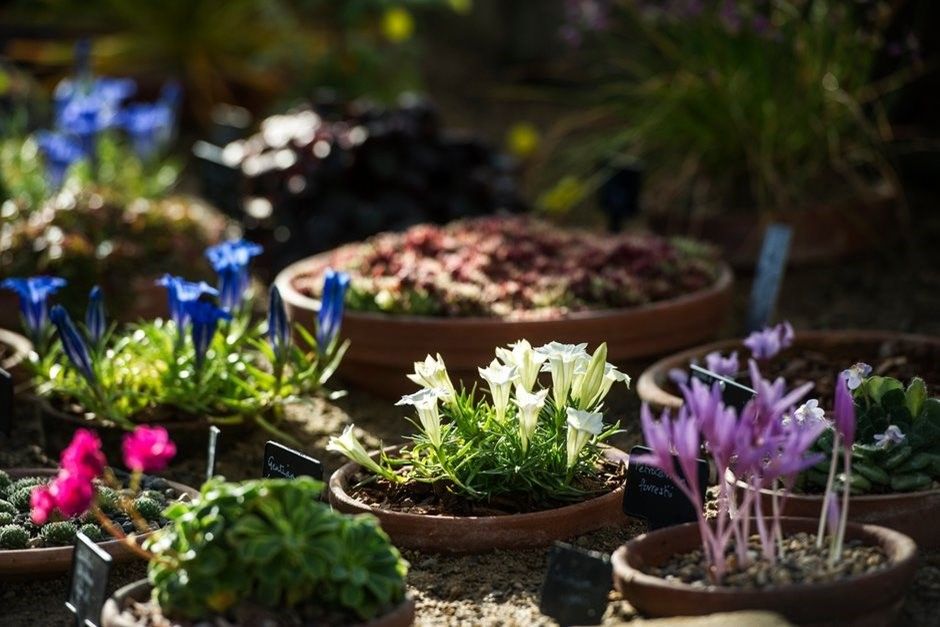 Find out about the spring National Alpine Show