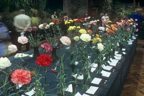 The National Carnation Show is at RHS Harlow Carr