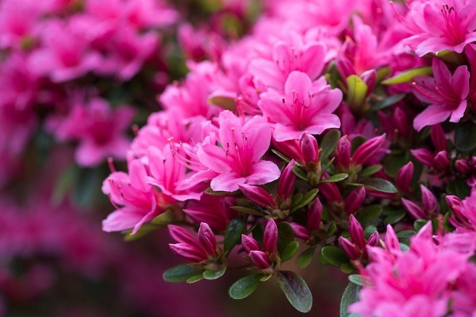 Find out about the RHS National Rhodedendron Show