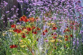 Find out how you can help the planet in your garden 