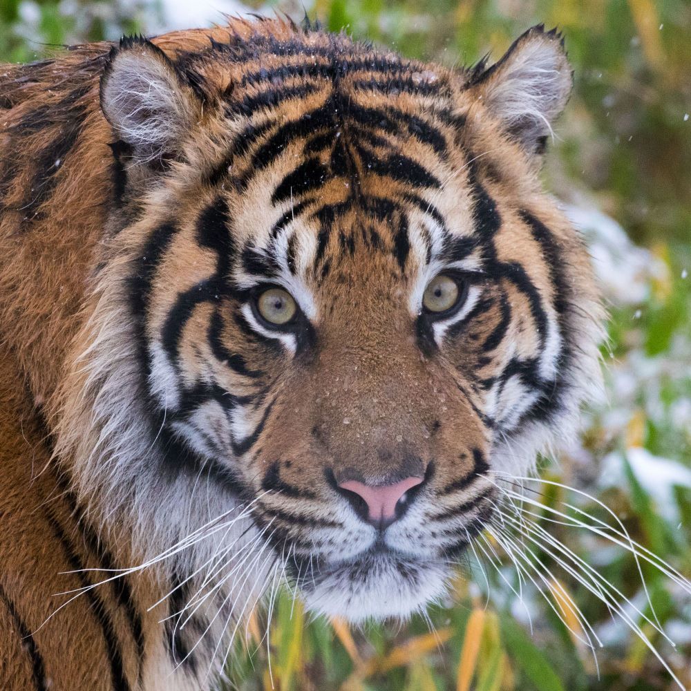 The 29th July is Global Tiger Day.  Why not adopt a tiger from ZSL as a gift or for yourself?